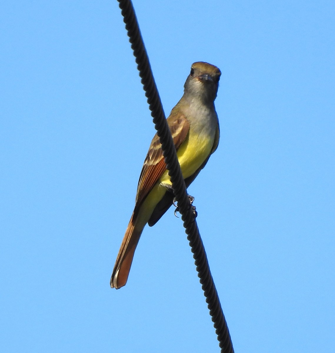 Great Crested Flycatcher - ML646412778