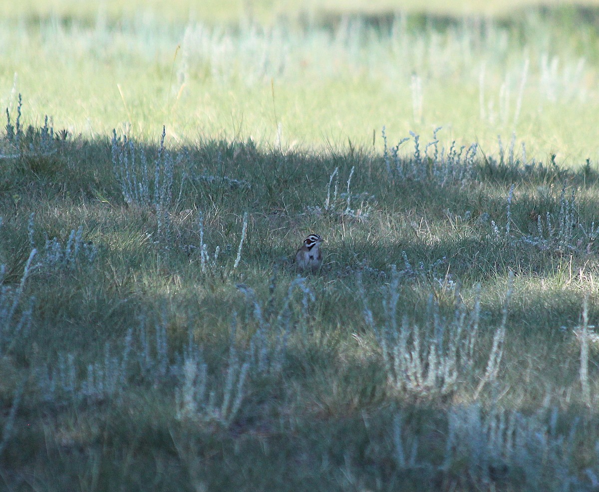 ヒバリヒメドリ - ML646412780