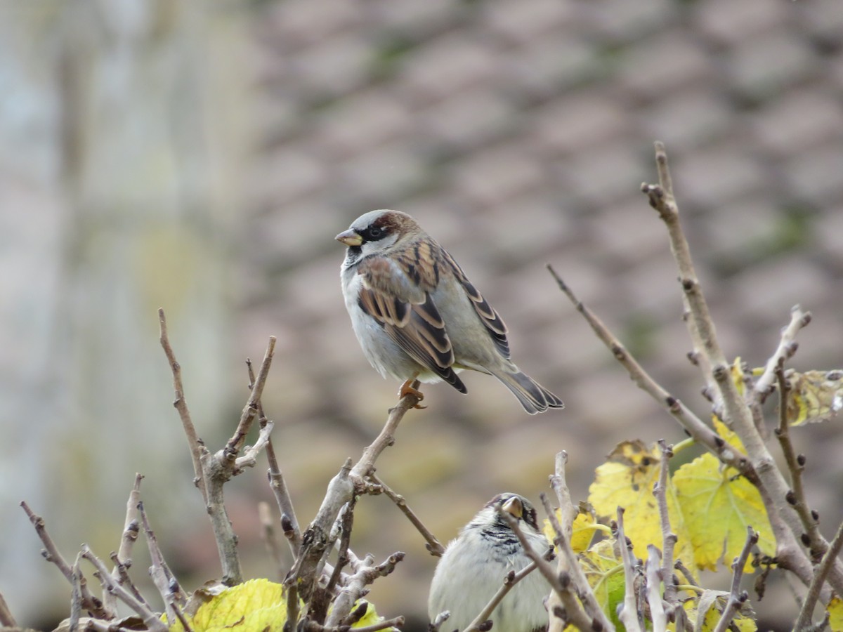 House Sparrow - ML646412783