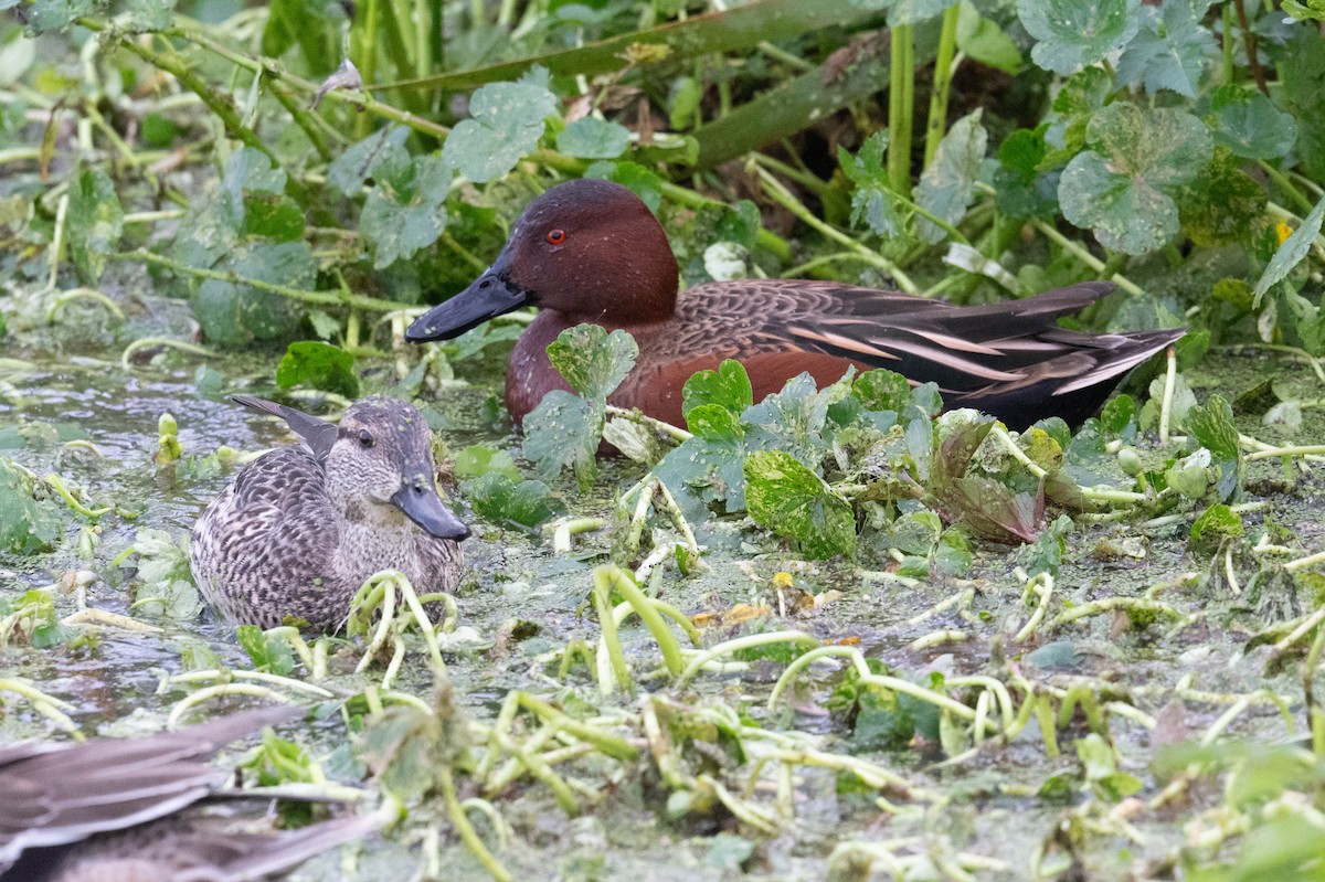 Cinnamon Teal - ML646412784