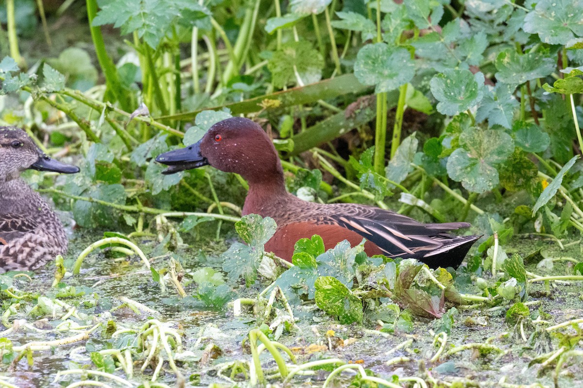Cinnamon Teal - ML646412785