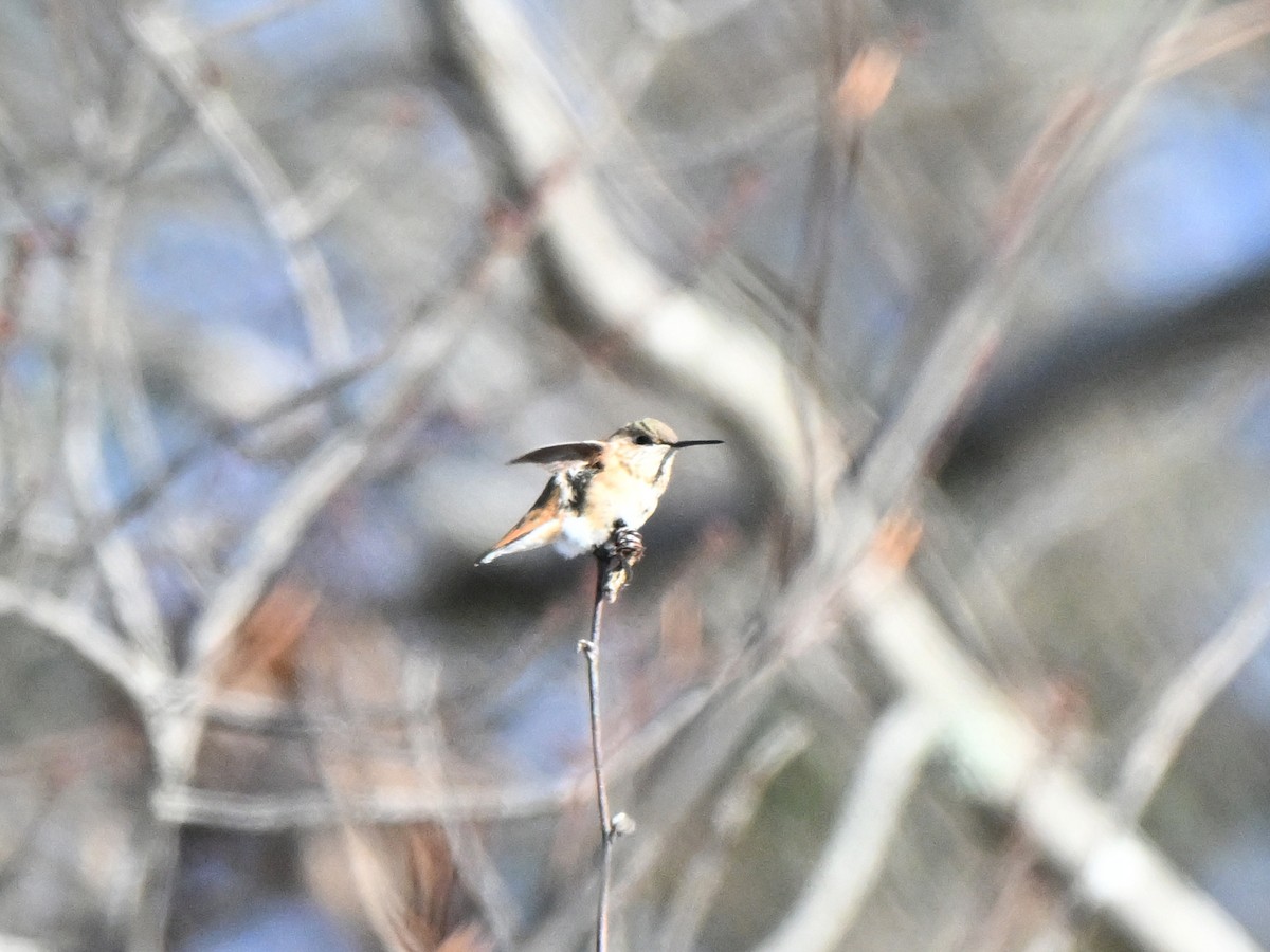 Rufous Hummingbird - ML646412786