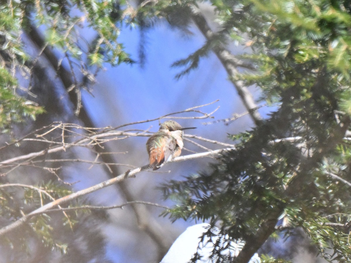 Rufous Hummingbird - ML646412787