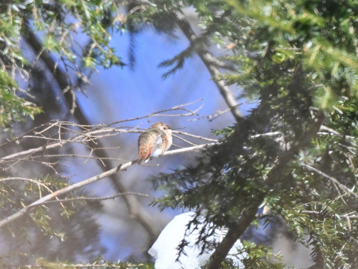 Rufous Hummingbird - ML646412788