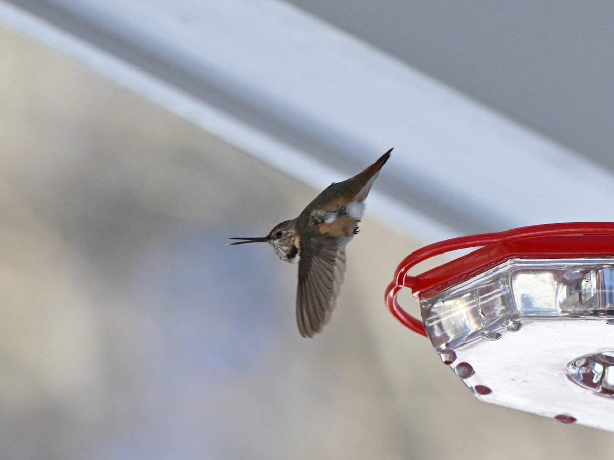 Rufous Hummingbird - ML646412789