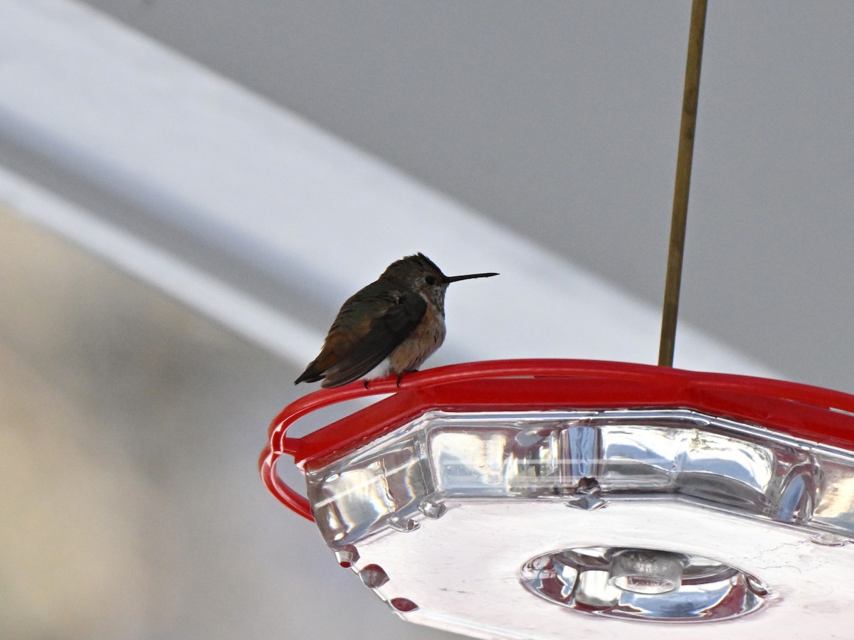 Rufous Hummingbird - ML646412791