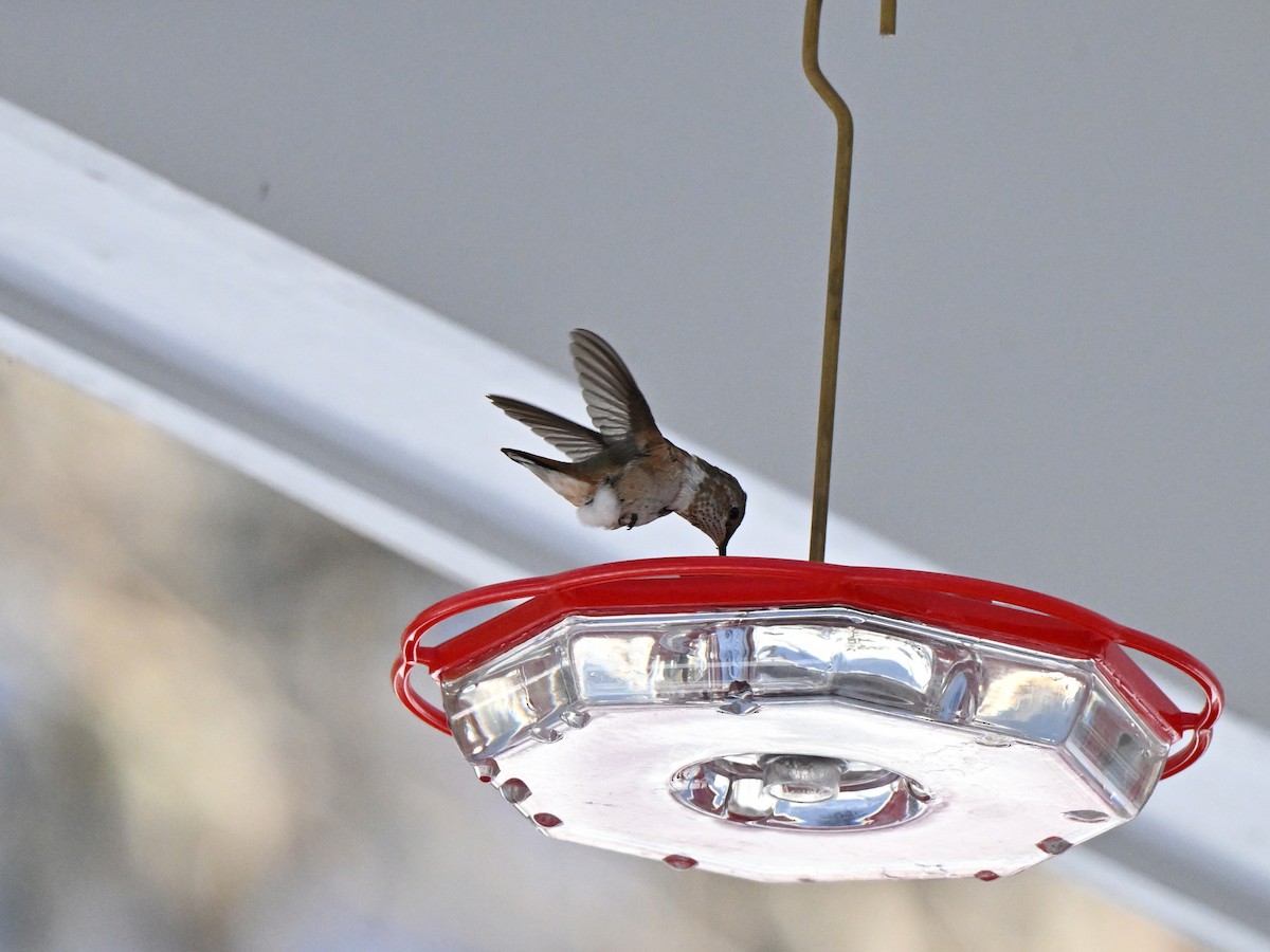 Rufous Hummingbird - ML646412792