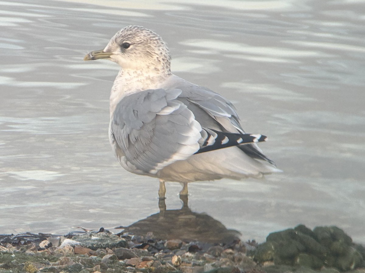 racek bouřní (ssp. canus) - ML646412793