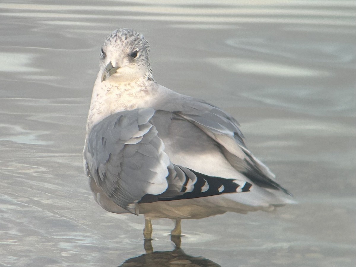 racek bouřní (ssp. canus) - ML646412794
