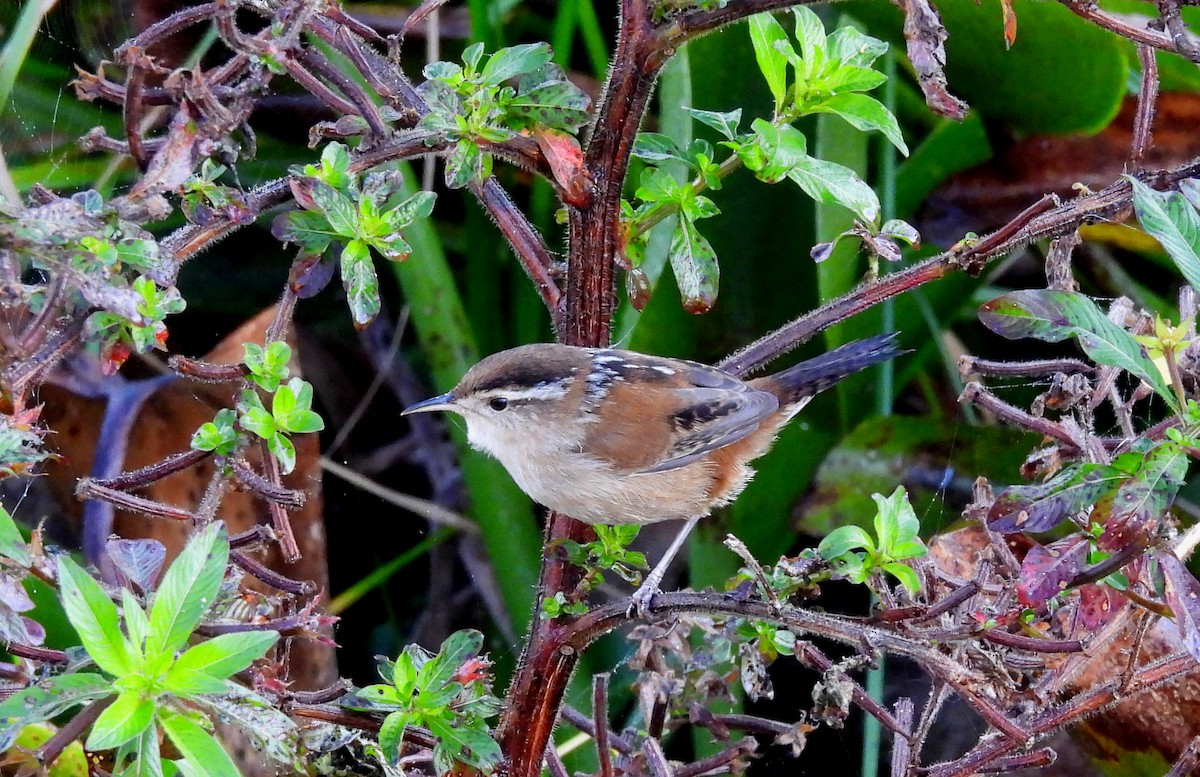 střízlík bažinný - ML646412797