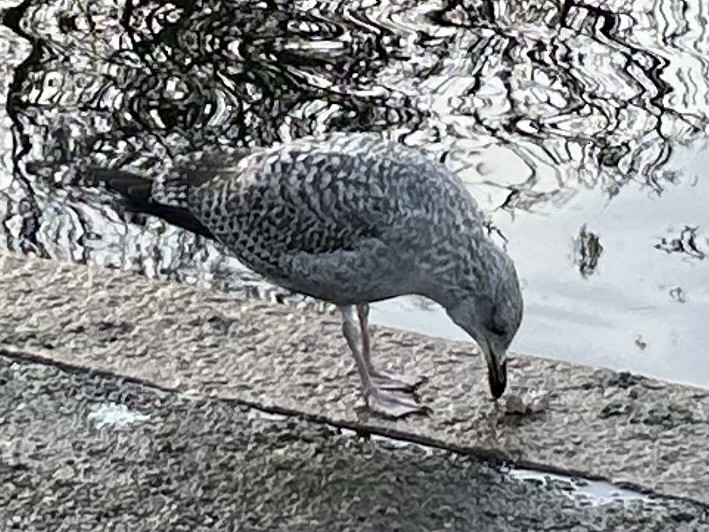 racek stříbřitý - ML646412798