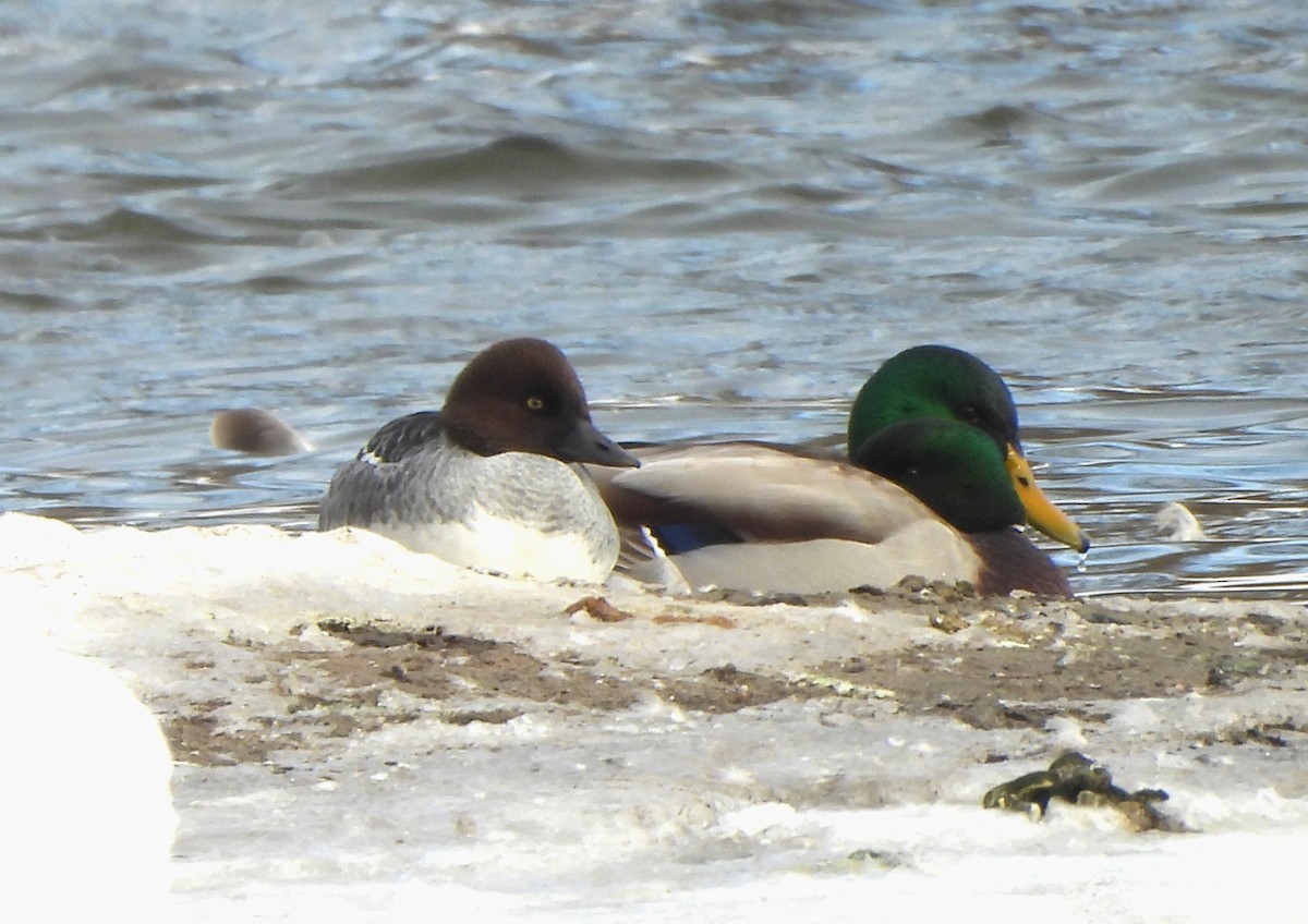 Common Goldeneye - ML646412799