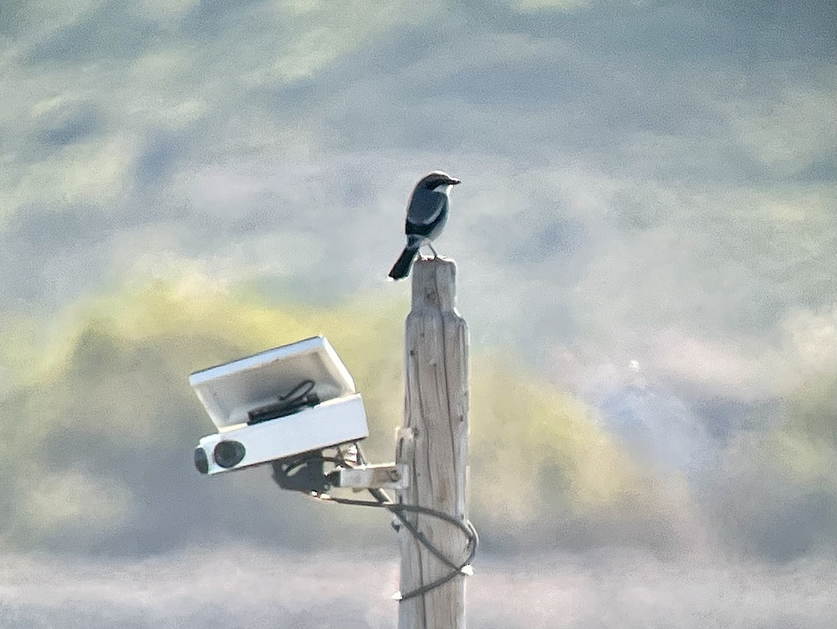 Loggerhead Shrike - ML646412800