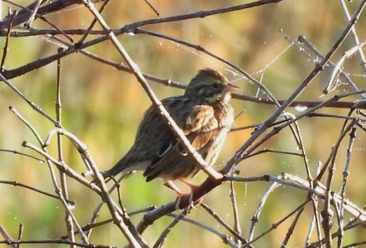 Savannah Sparrow - ML646412801