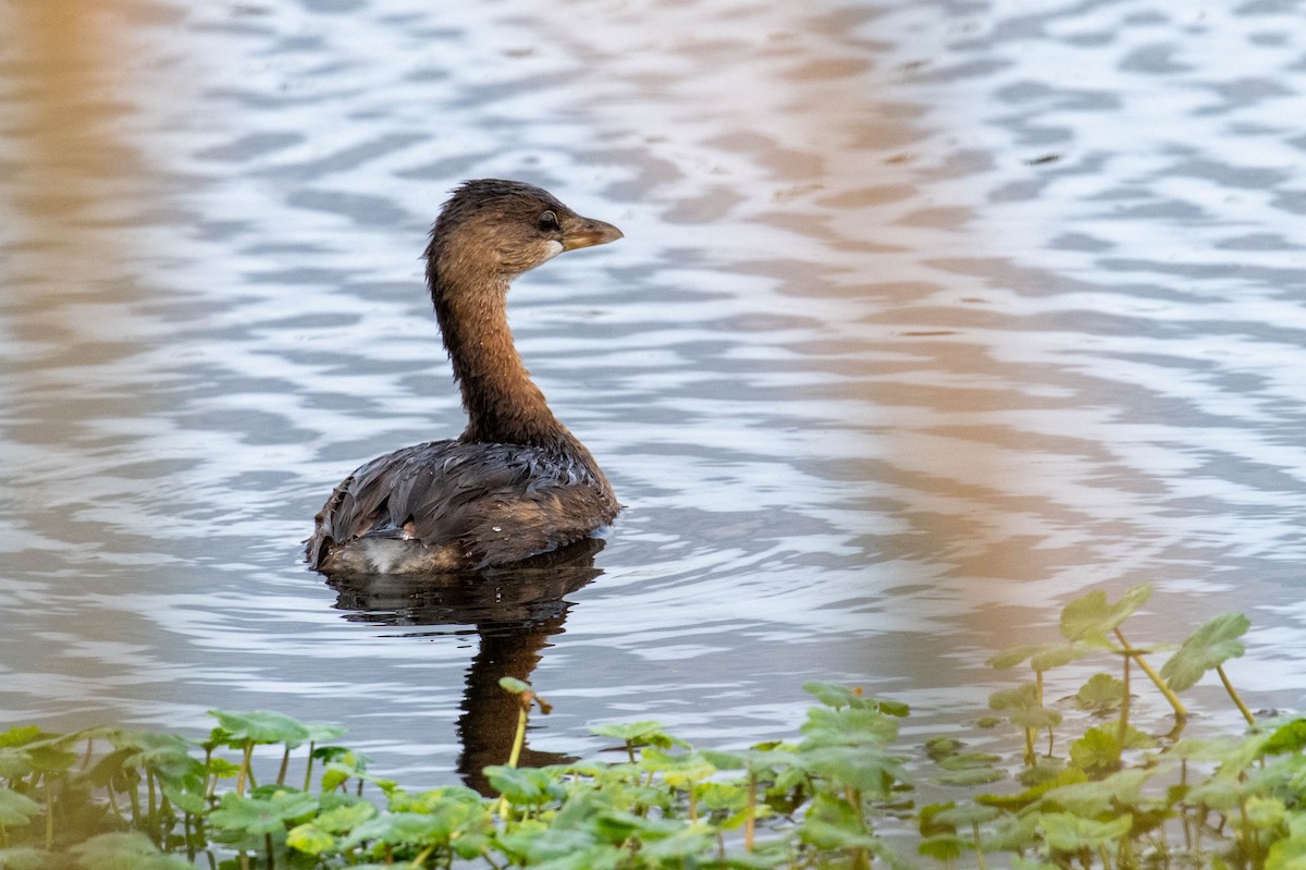 Pied-billed Grebe - ML646412803