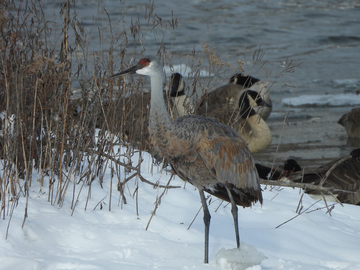 Sandhill Crane - ML646412807