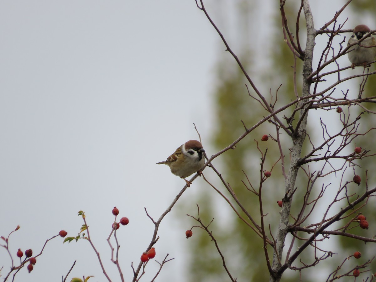 Eurasian Tree Sparrow - ML646412808