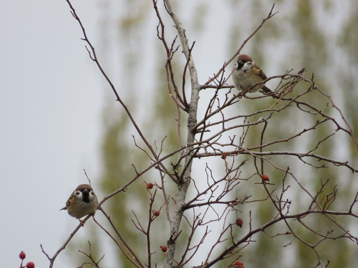 Eurasian Tree Sparrow - ML646412809