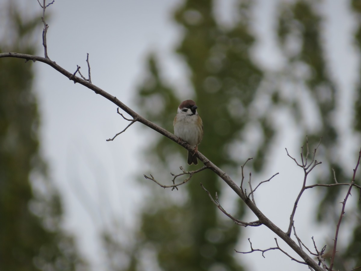 Eurasian Tree Sparrow - ML646412810
