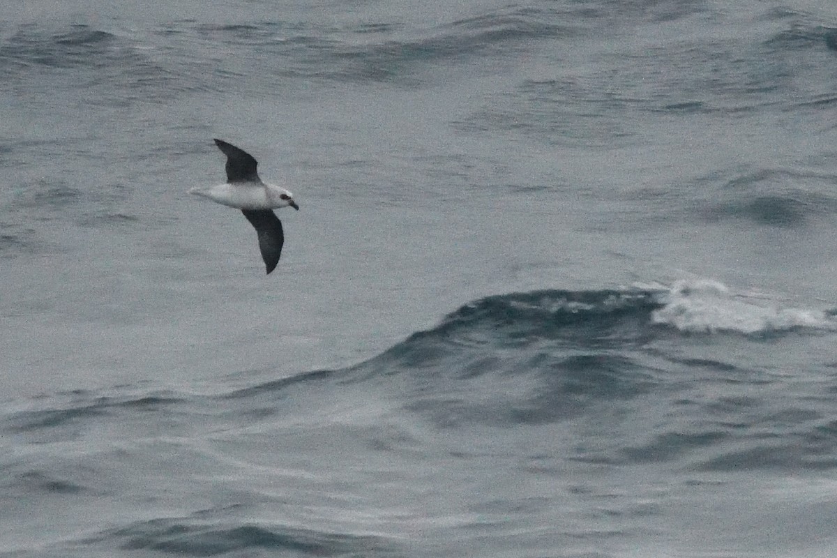 White-headed Petrel - ML646412811