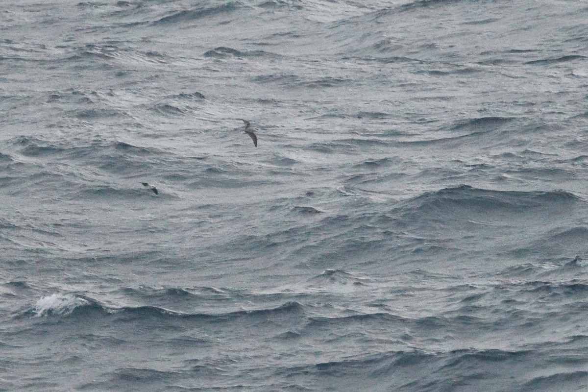 White-headed Petrel - ML646412813