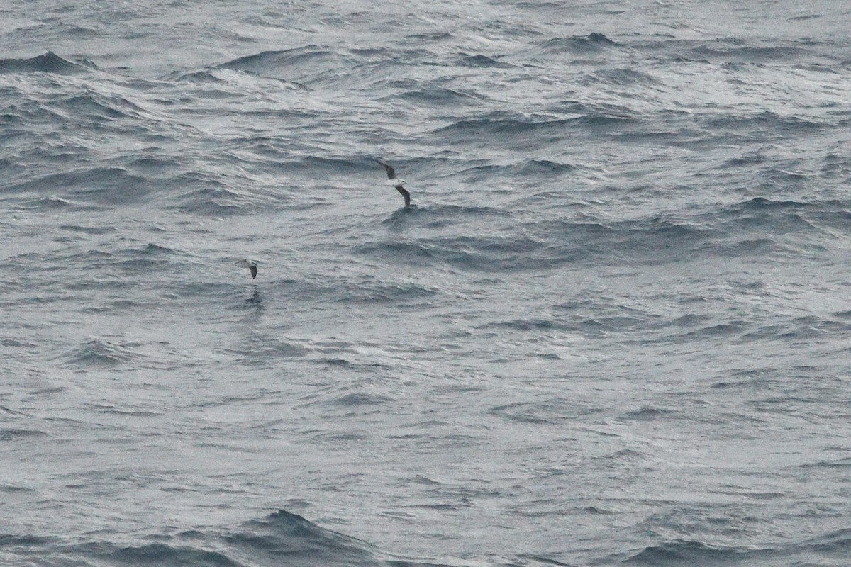 White-headed Petrel - ML646412814