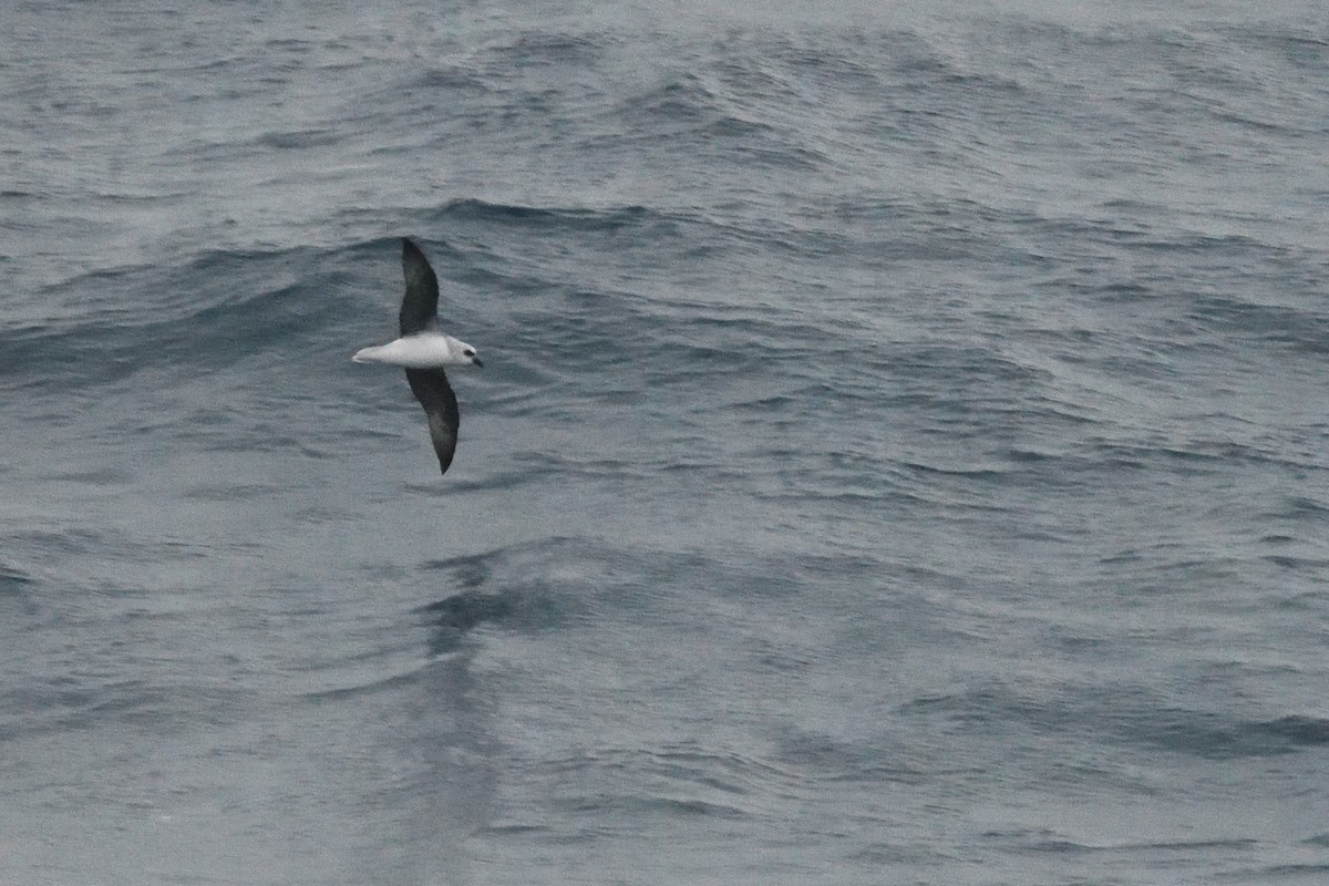 White-headed Petrel - ML646412815