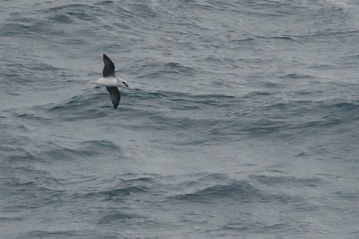 White-headed Petrel - ML646412818