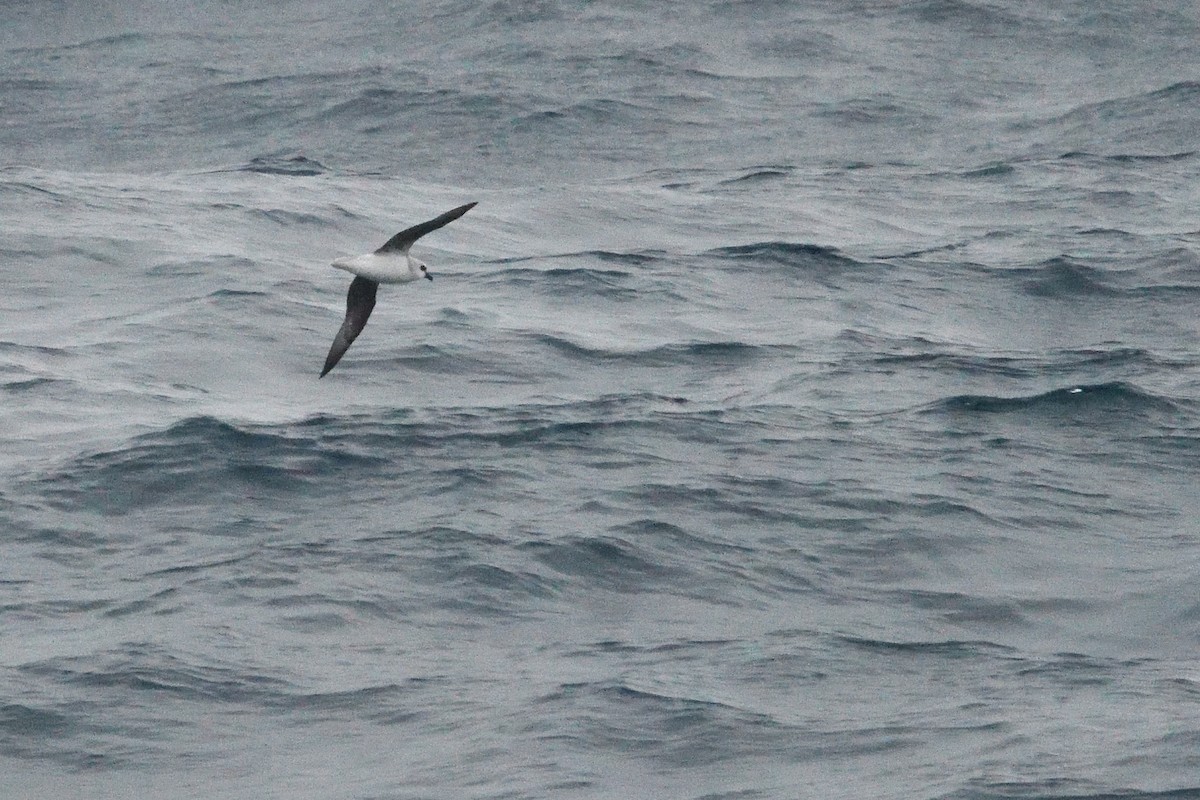White-headed Petrel - ML646412819