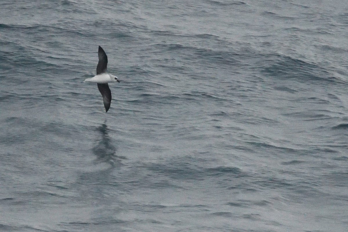 White-headed Petrel - ML646412820