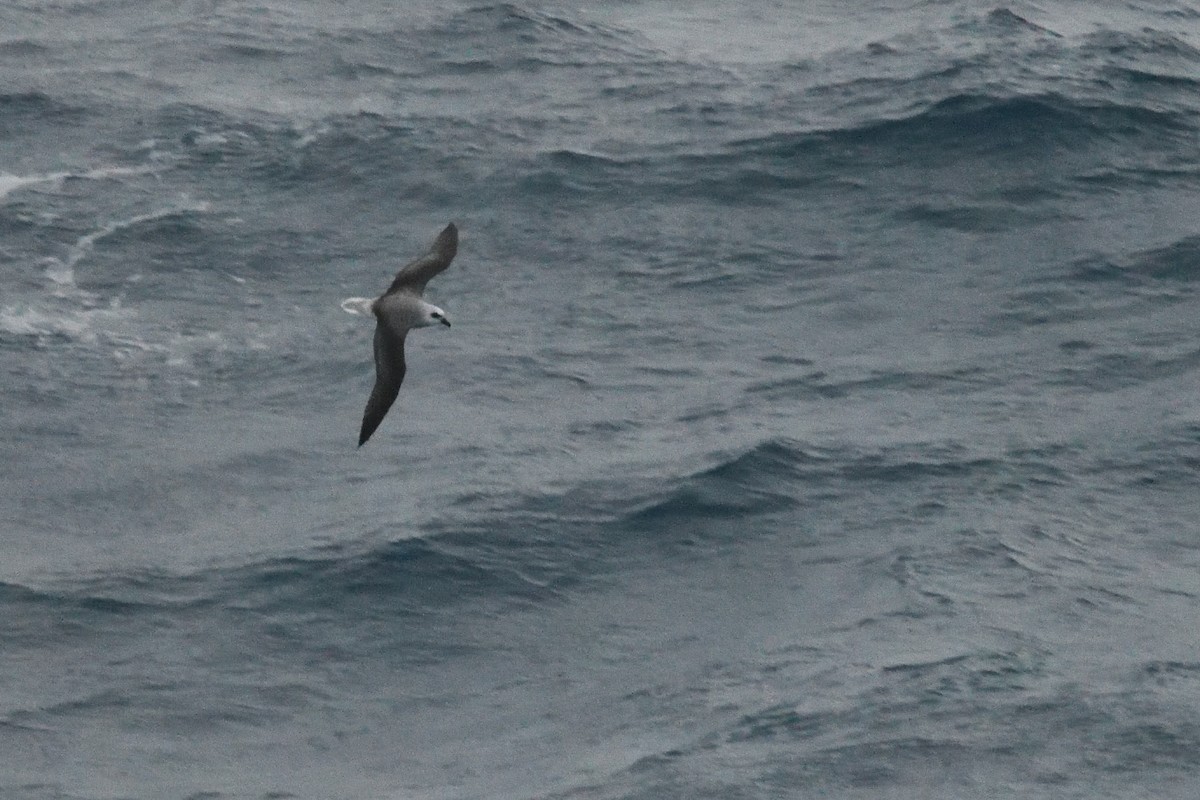 White-headed Petrel - ML646412821