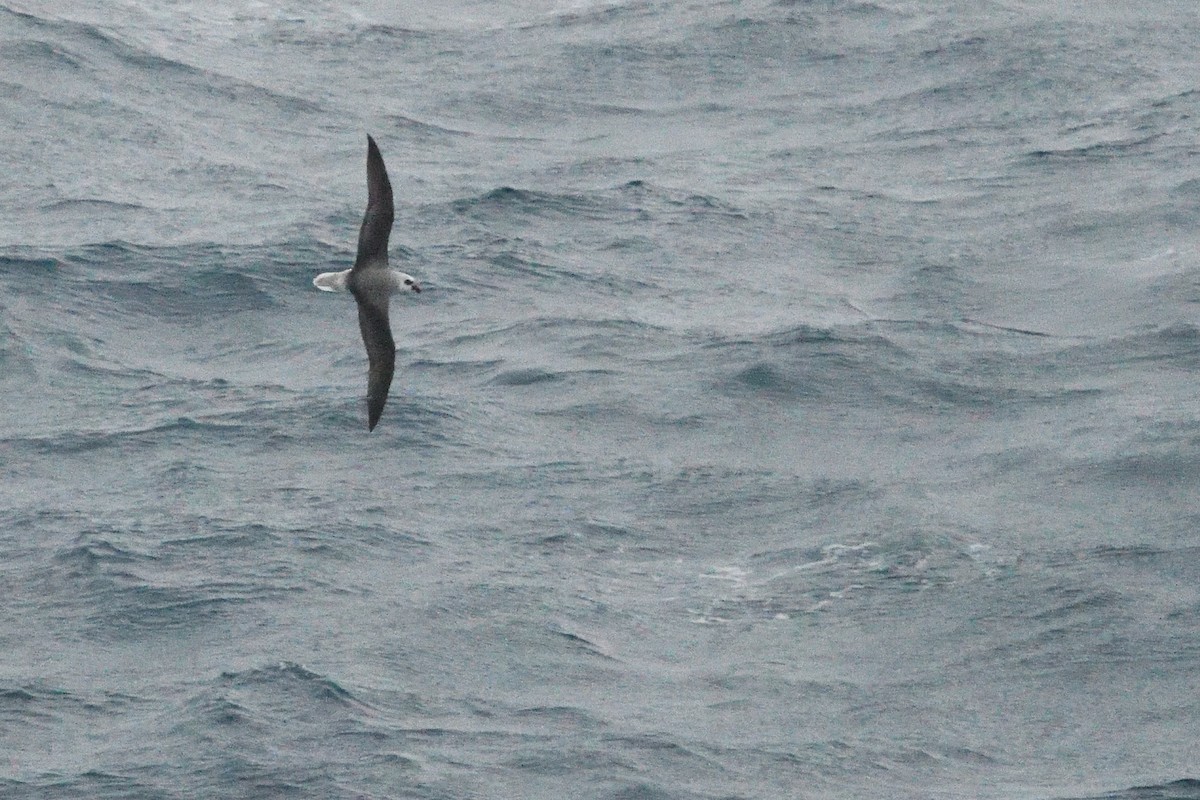 White-headed Petrel - ML646412823