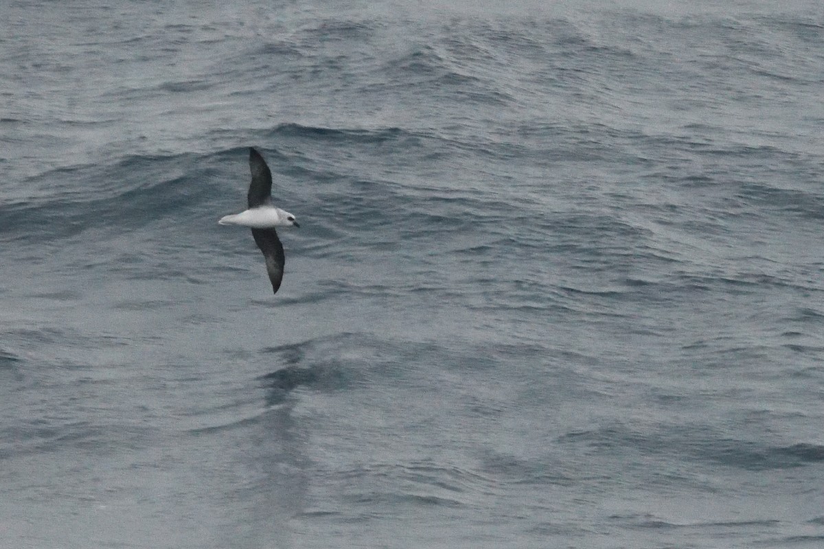 White-headed Petrel - ML646412824