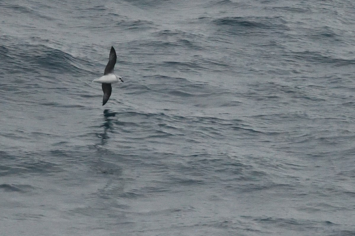 White-headed Petrel - ML646412825