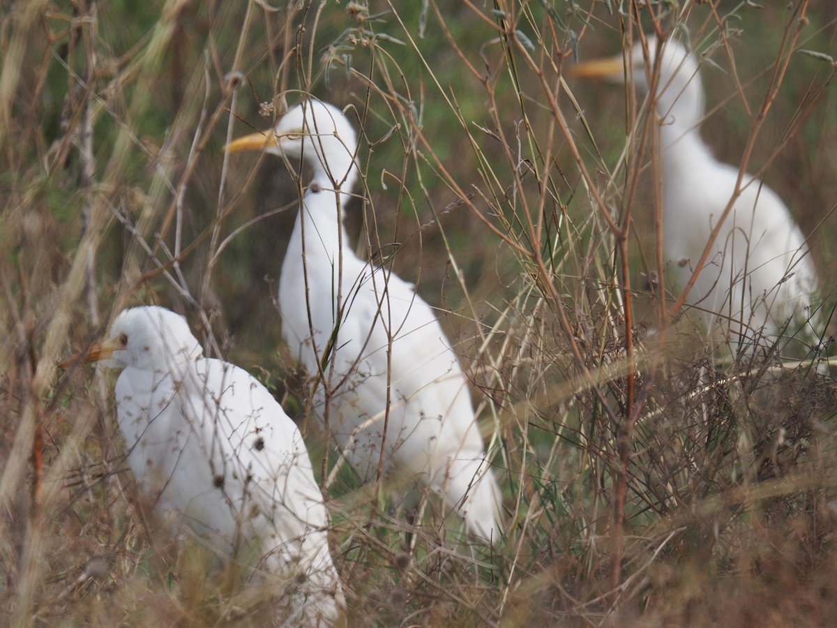 volavka rusohlavá - ML646412827