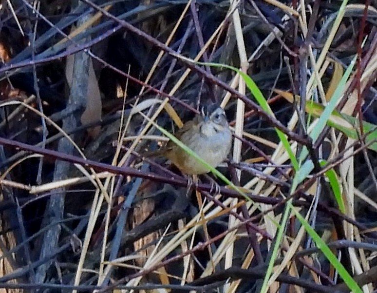 Swamp Sparrow - ML646412831