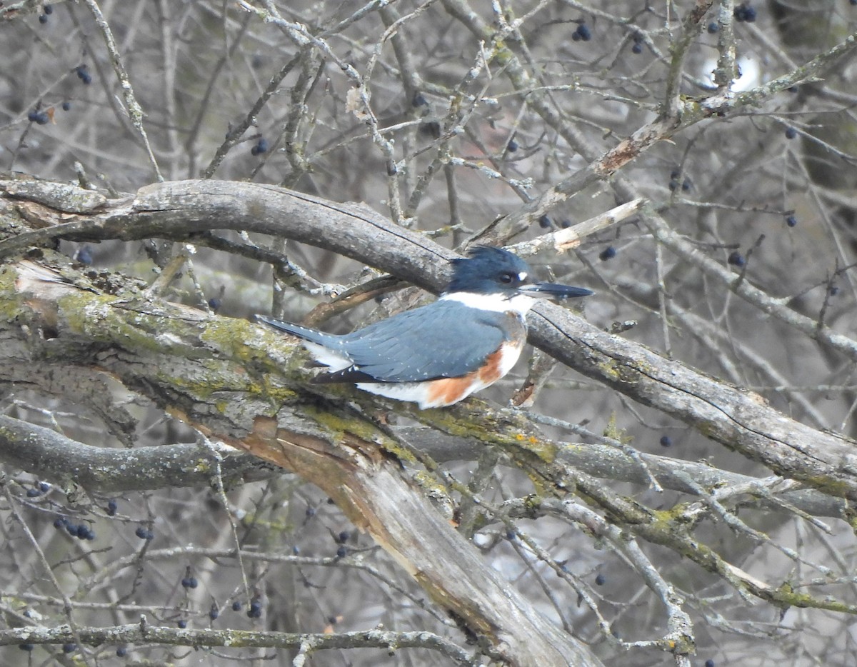 Belted Kingfisher - ML646412832