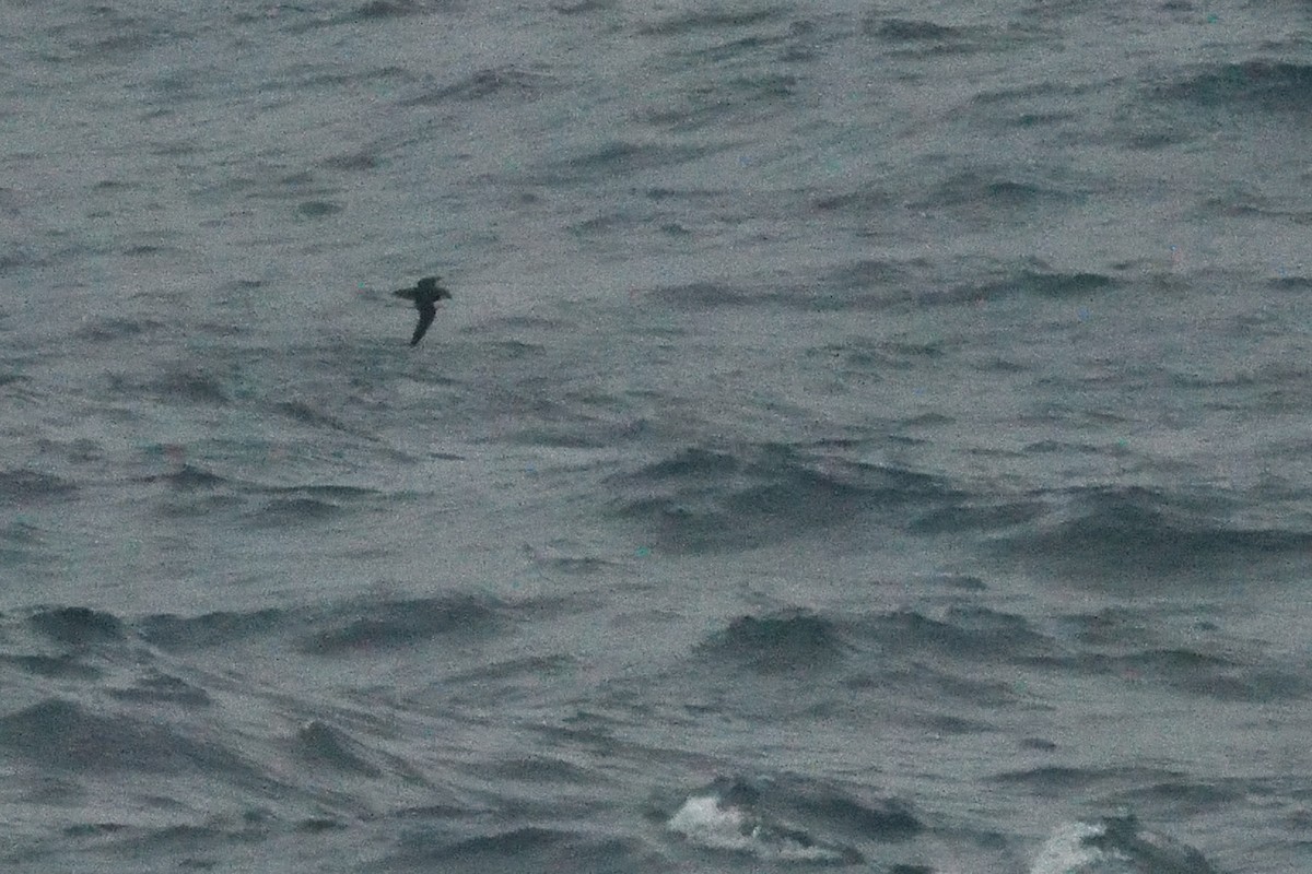 Soft-plumaged Petrel - ML646412833