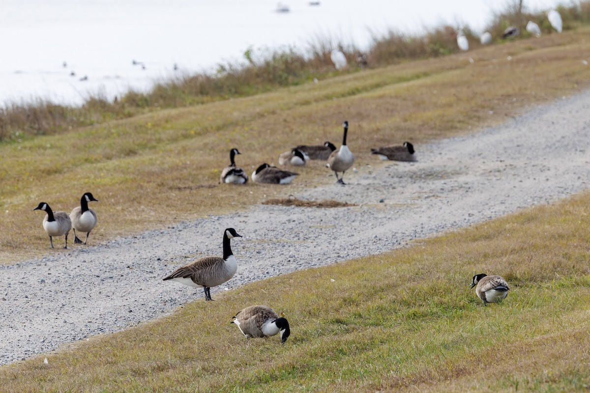 Canada Goose - ML646412834