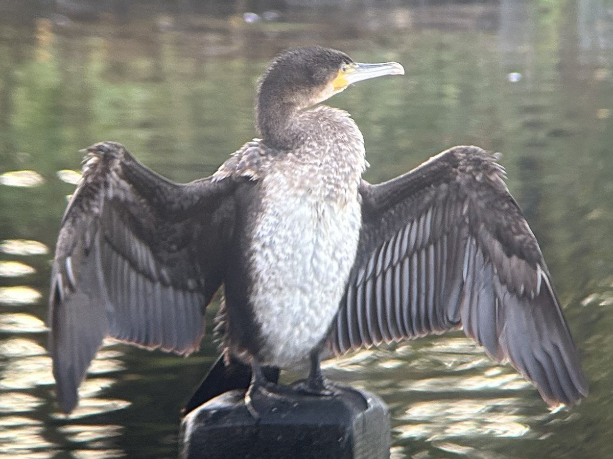 kormorán velký - ML646412835