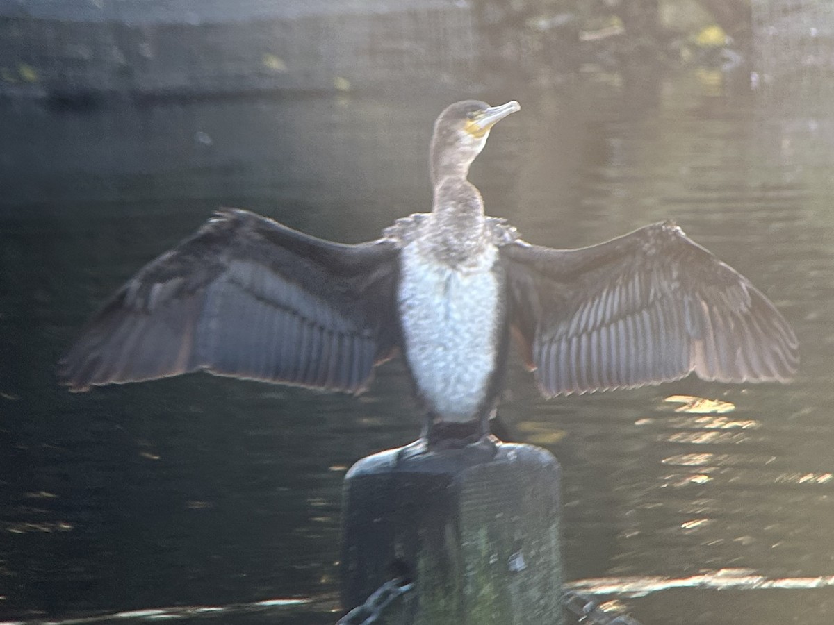 kormorán velký - ML646412836