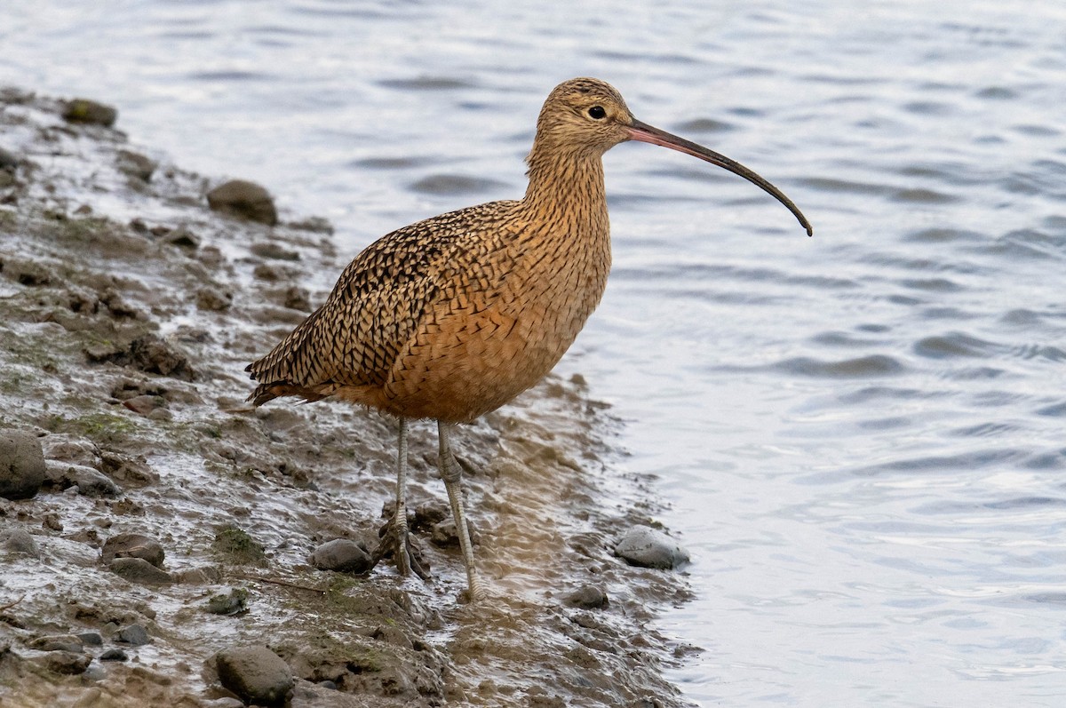 Long-billed Curlew - ML646412837