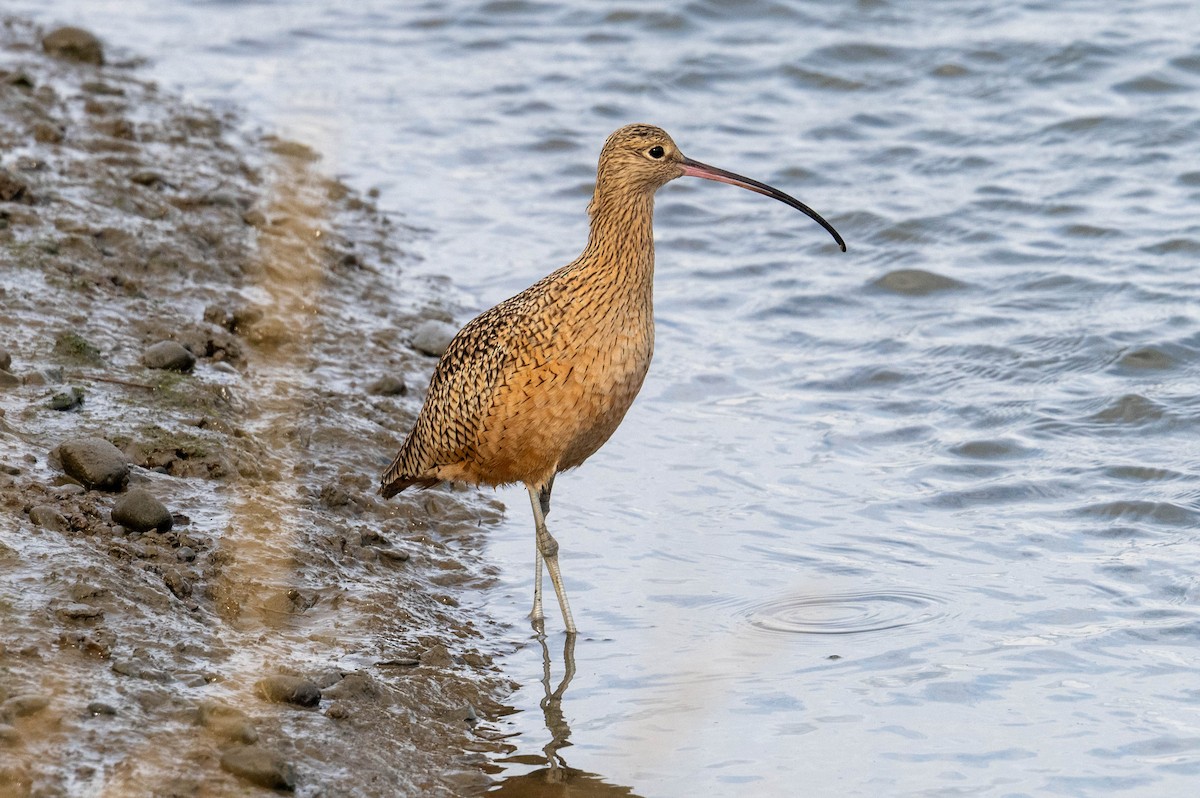Long-billed Curlew - ML646412838