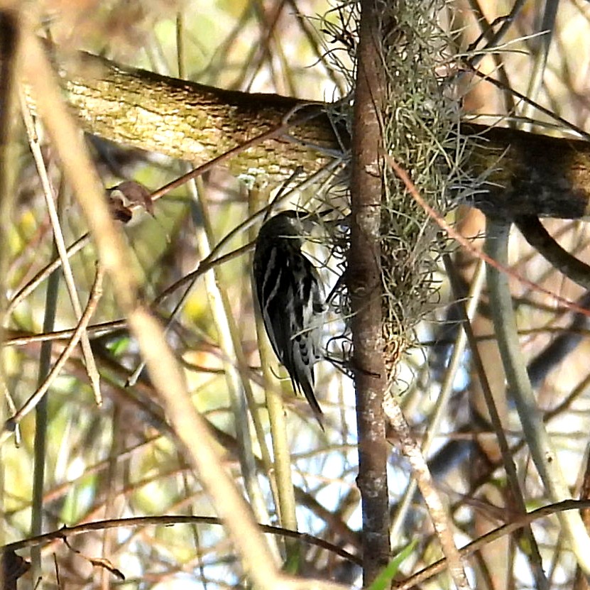 lesňáček černobílý - ML646412840