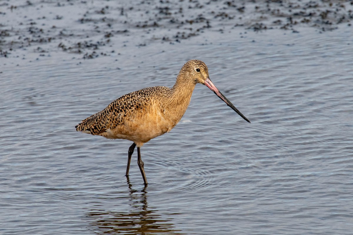 Marbled Godwit - ML646412841