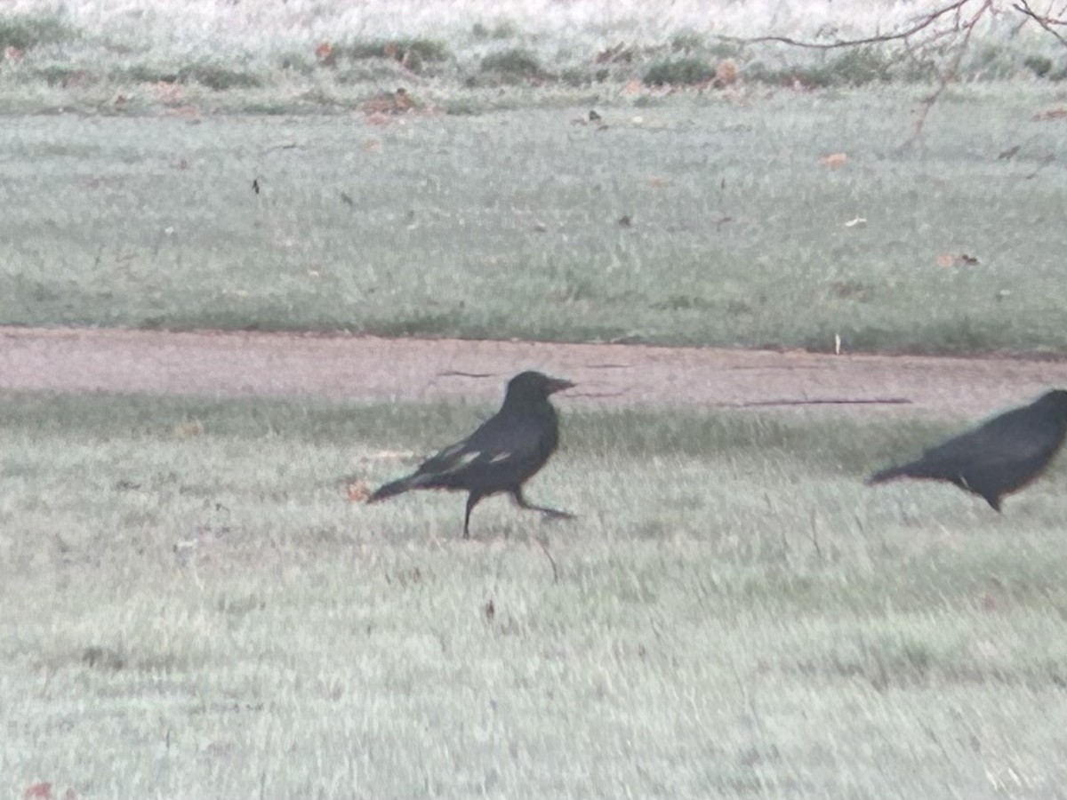 vrána černá (ssp. corone) - ML646412842