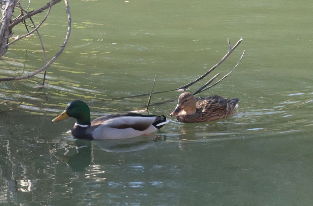 Mallard - ML646412843