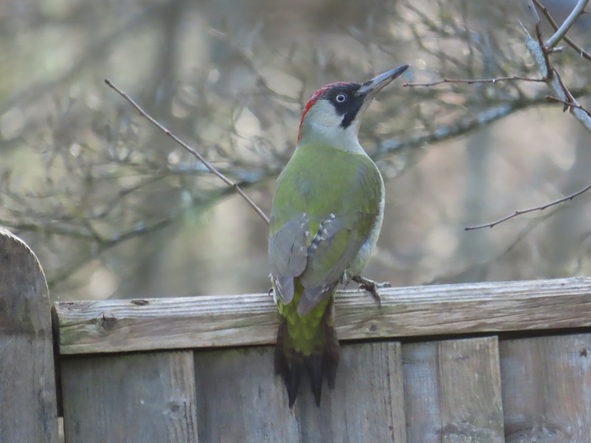 Eurasian Green Woodpecker - ML646412847