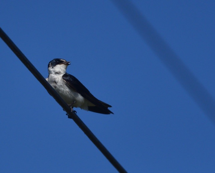 Golondrina Cejiblanca - ML646412848