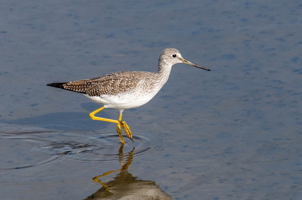 Greater Yellowlegs - ML646412849